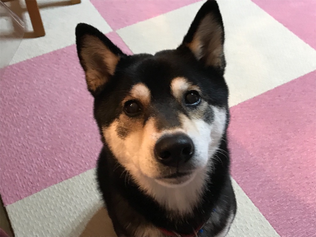 犬の白髪 黒柴りゅうたの超日常