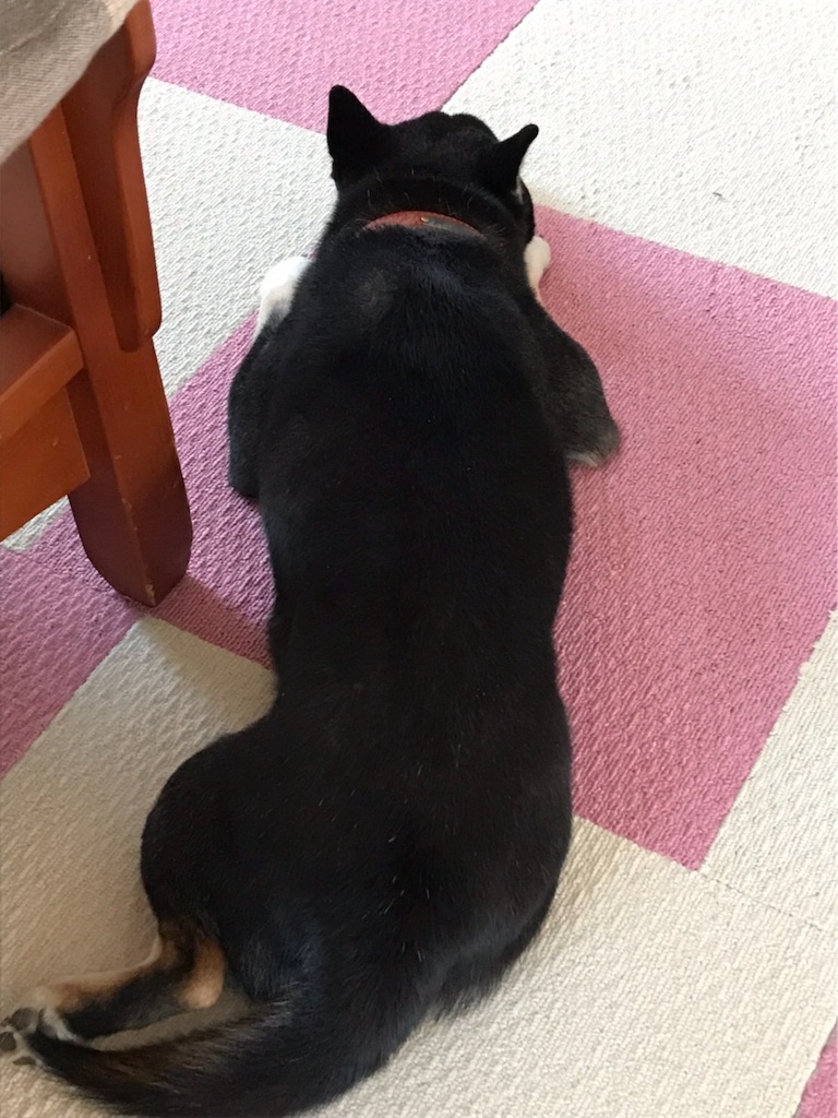 f:id:soda1020:20190612182233j:image f:id:soda1020:20190612182233j:image