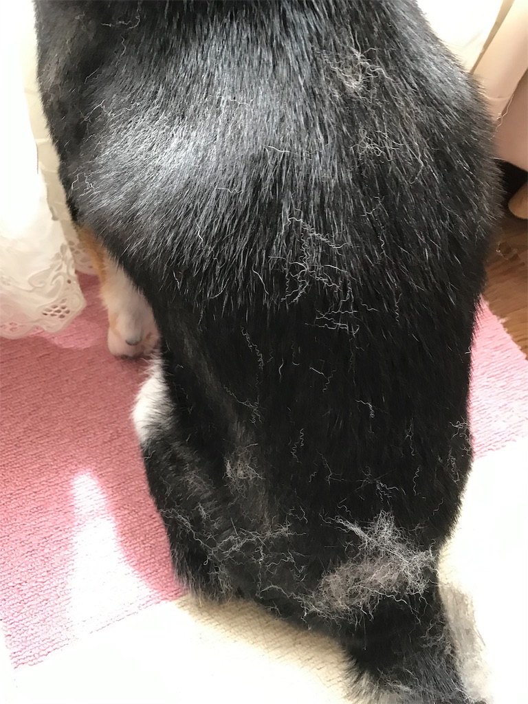 f:id:soda1020:20190720121236j:image f:id:soda1020:20190720121236j:image