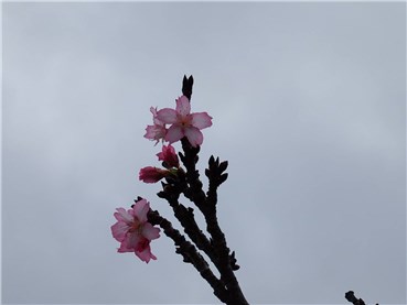 沖縄 桜開花情報 ごろごろトレーダー