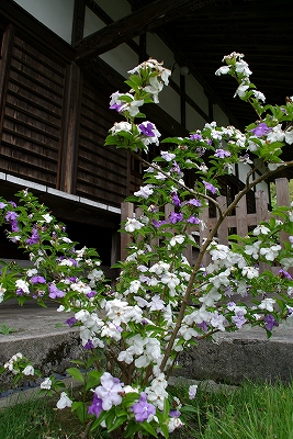 イメージ 4