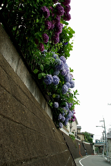 イメージ 1