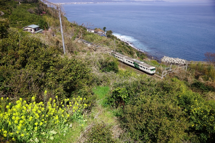 185系 踊り子13号 江の浦テラスの菜の花 - 横浜鉄道写真館