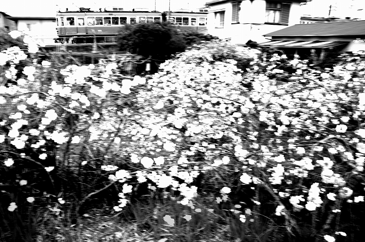 f:id:soft_machine:20210324094514j:plain