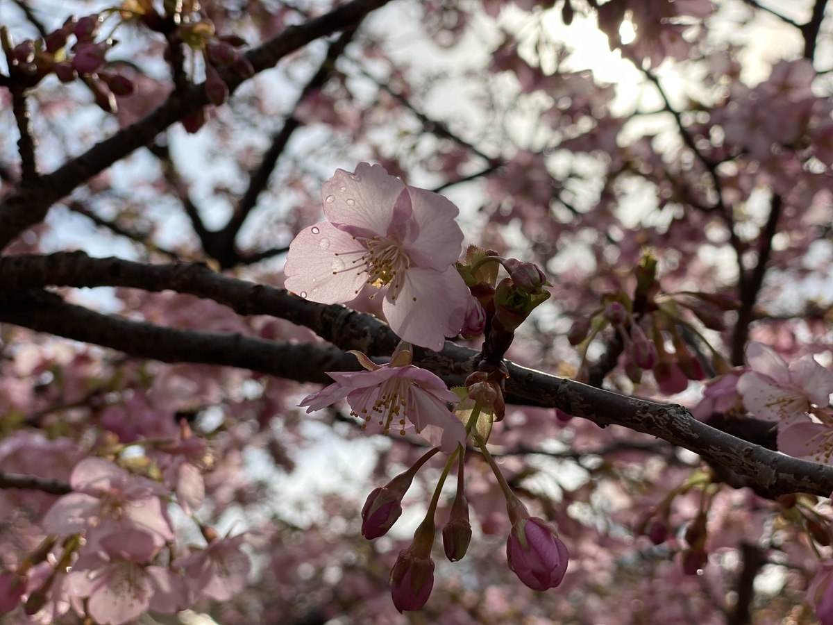 f:id:softandwarmjapan:20200222095310j:plain f:id:softandwarmjapan:20200222095310j:plain