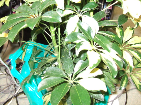 f:id:softether:20061225170053j:image