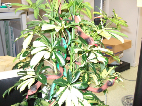 f:id:softether:20061225170650j:image