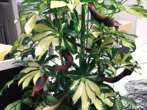 f:id:softether:20061225170654j:image