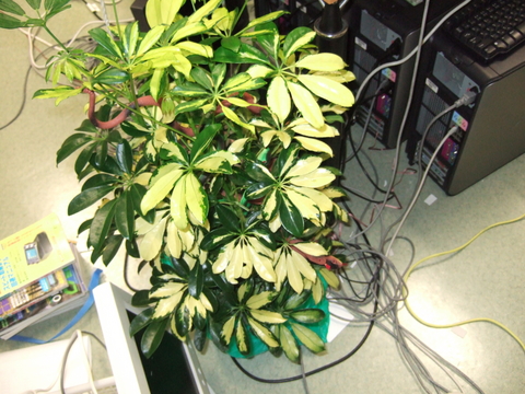 f:id:softether:20061225170714j:image