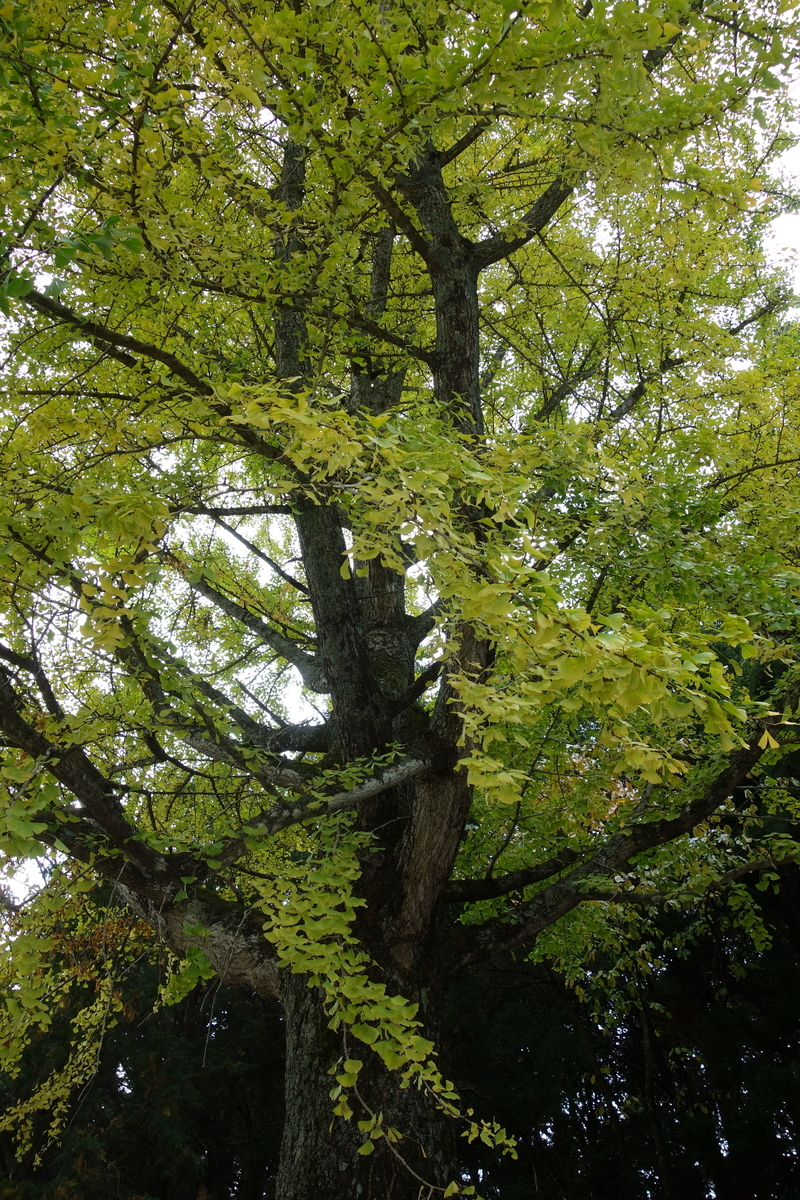 f:id:sogensyooku:20191202193830j:plain