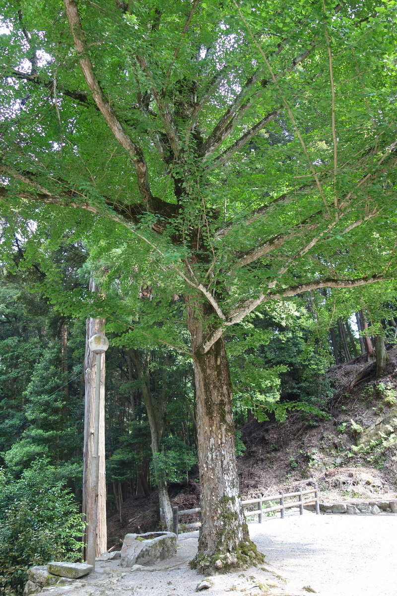 f:id:sogensyooku:20200614134057j:plain