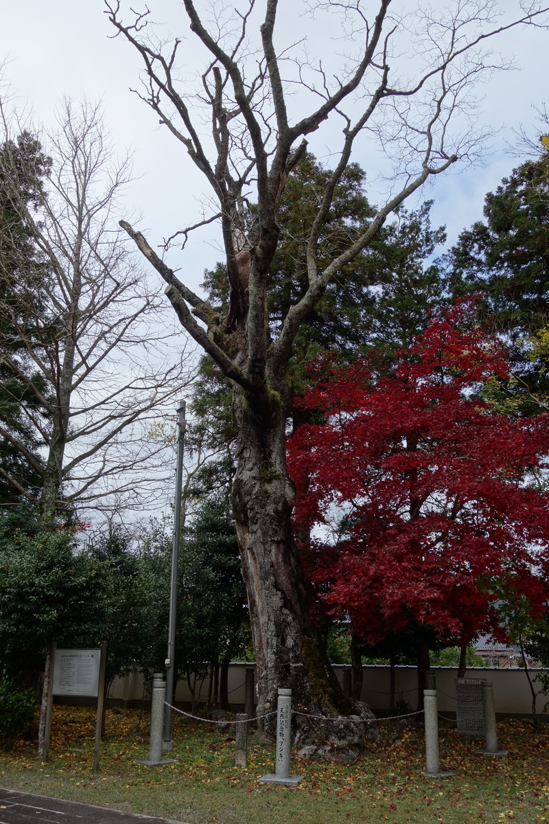 f:id:sogensyooku:20210105151602j:plain