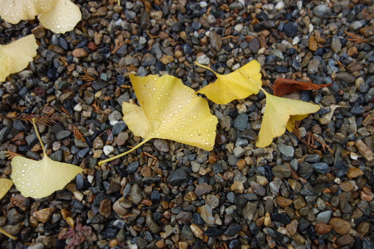 f:id:sogensyooku:20210105152154j:plain