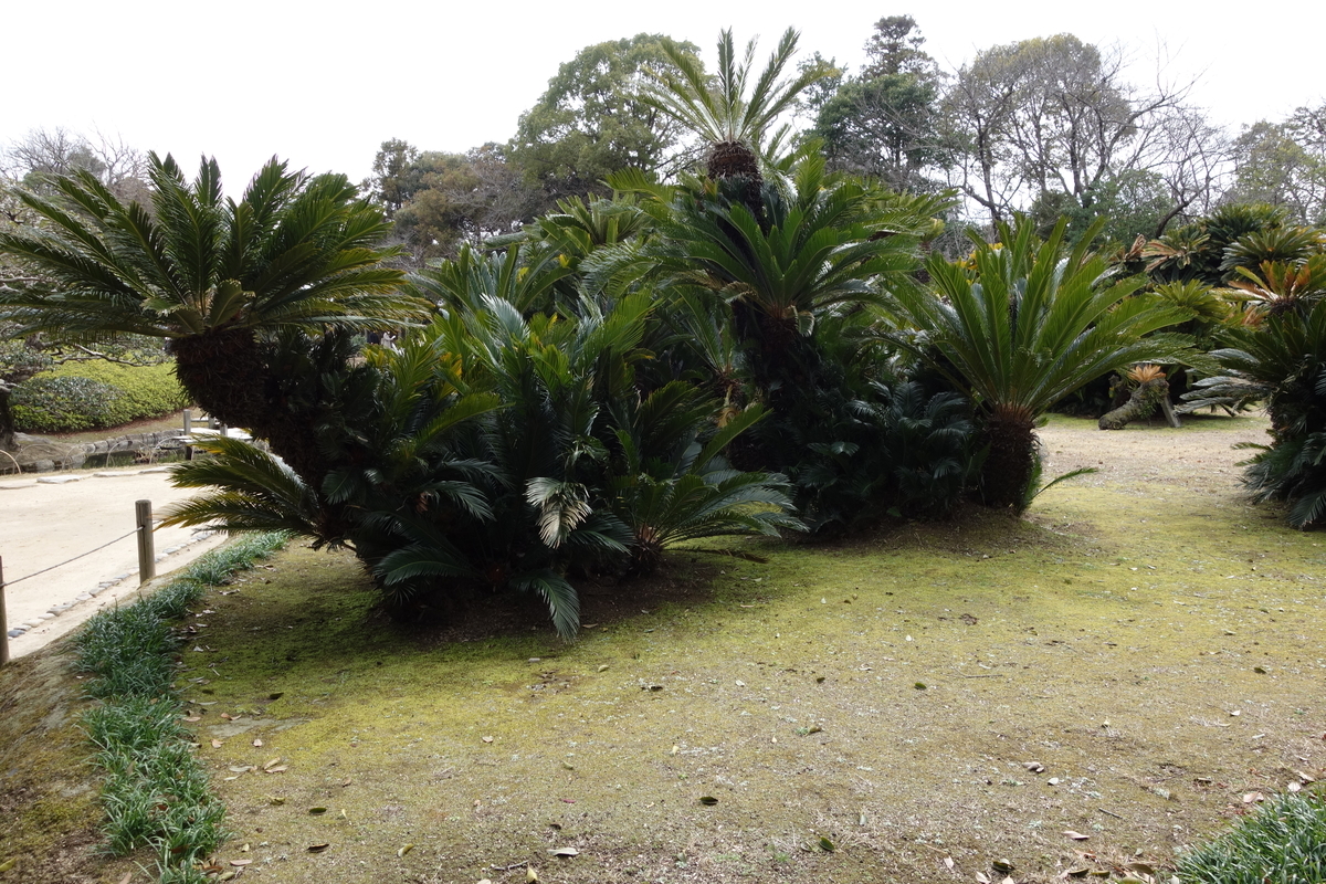 f:id:sogensyooku:20210315210404j:plain