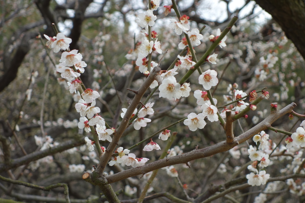 f:id:sogensyooku:20210315211308j:plain