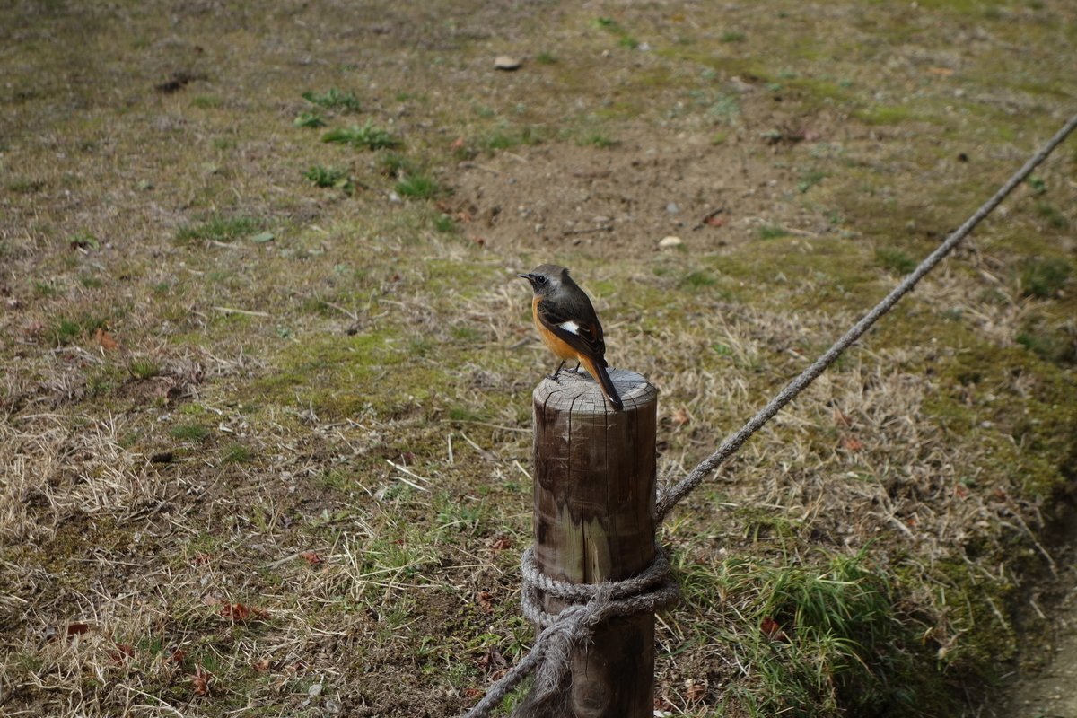 f:id:sogensyooku:20210315212558j:plain