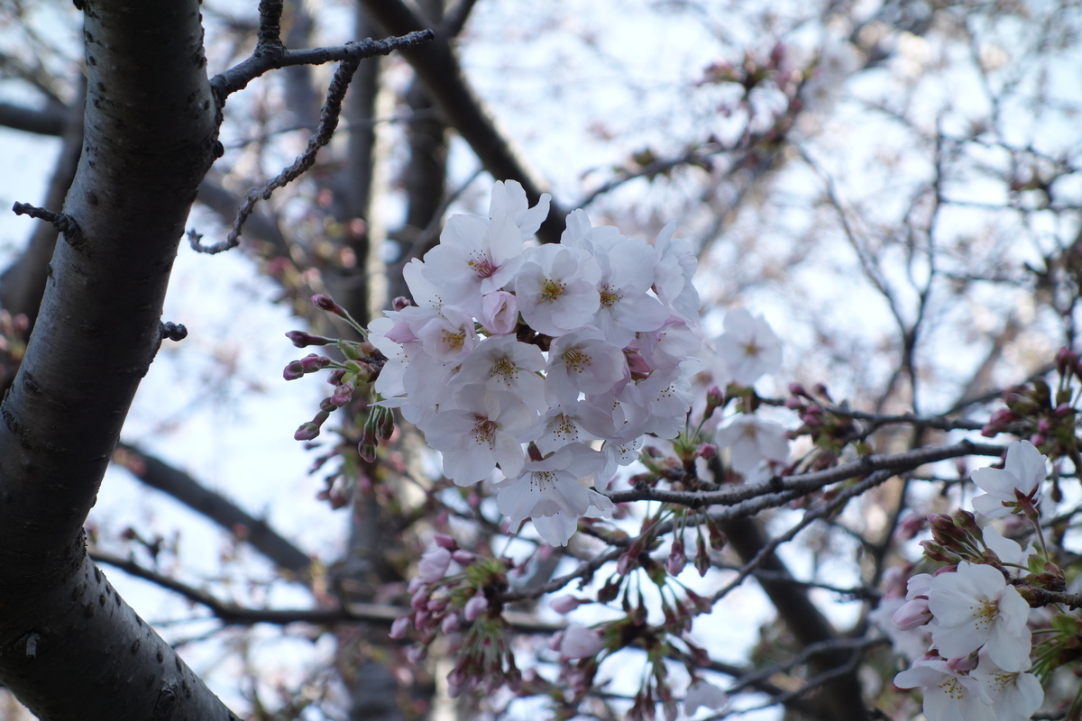 f:id:sogensyooku:20210327224102j:plain