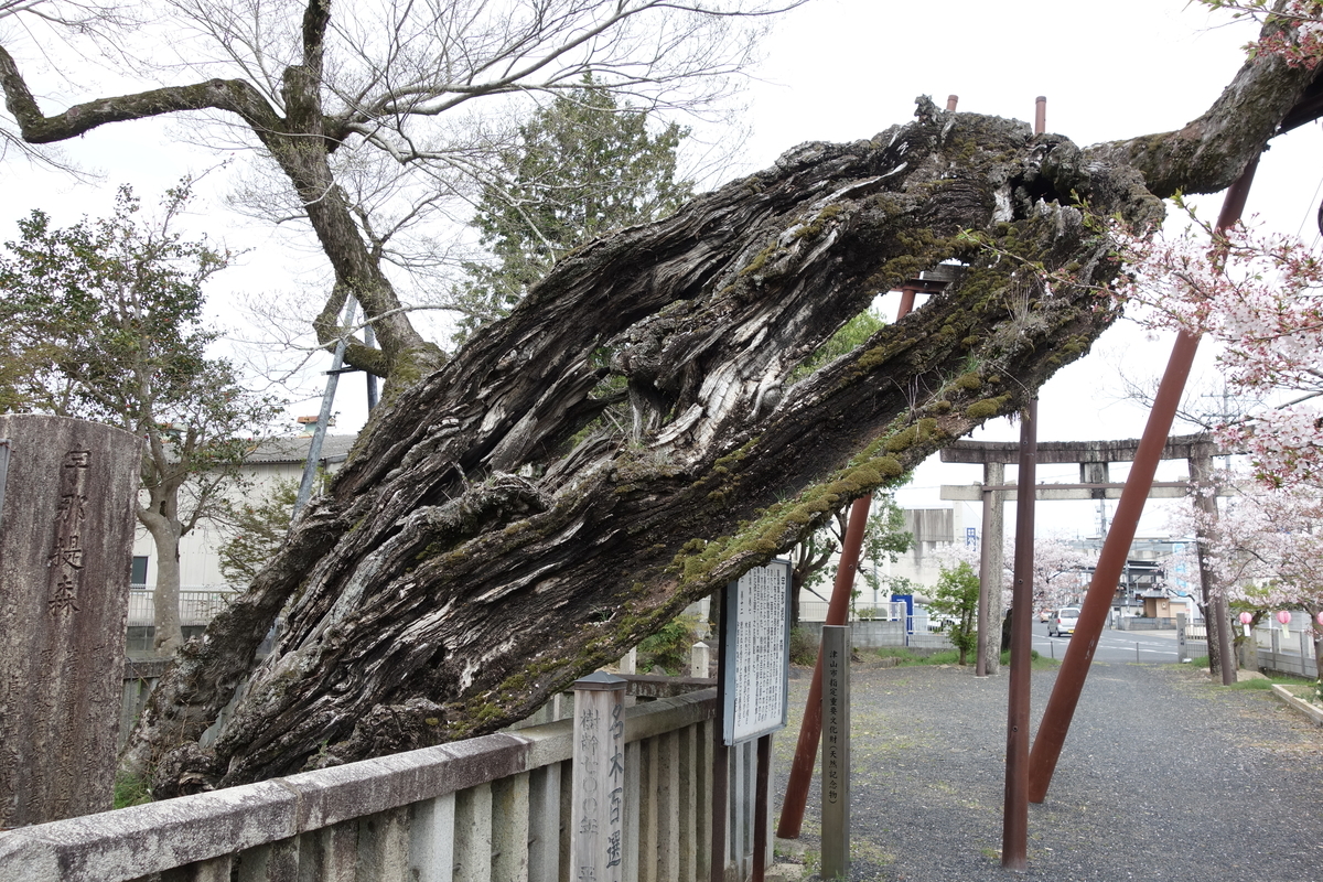 f:id:sogensyooku:20210502160025j:plain