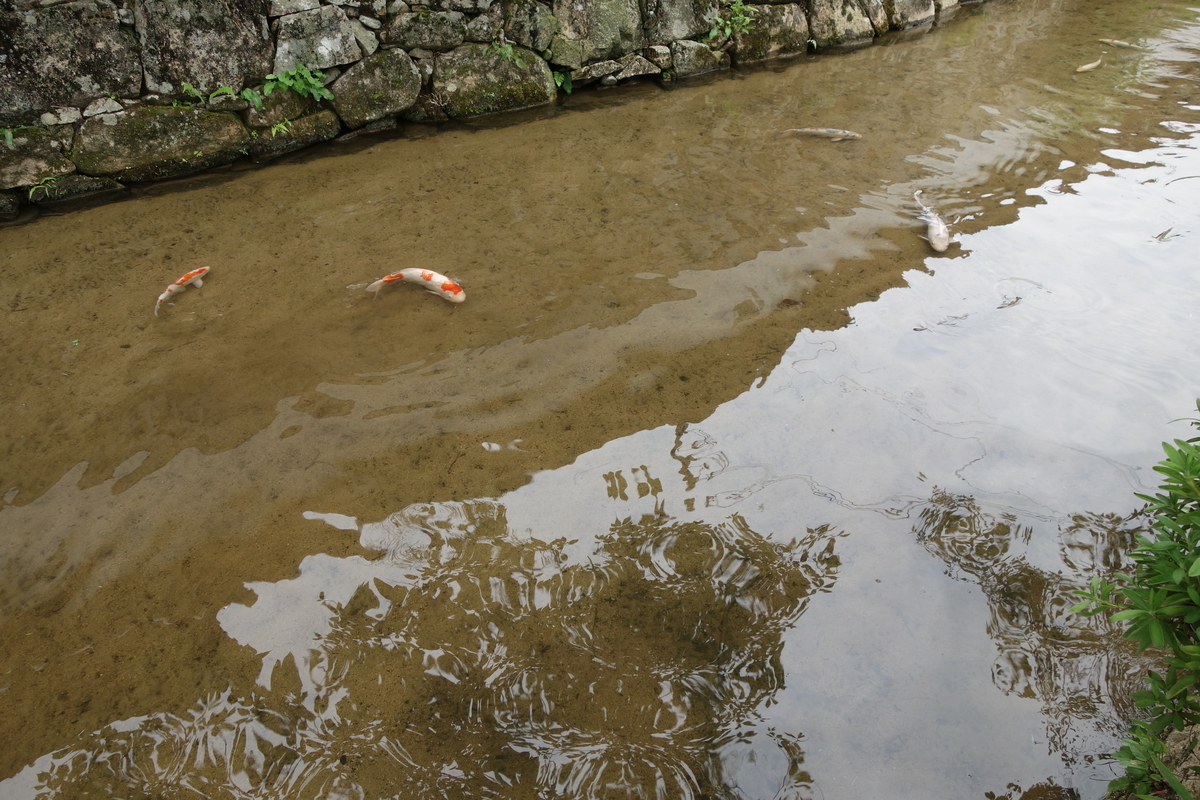 f:id:sogensyooku:20210627213416j:plain