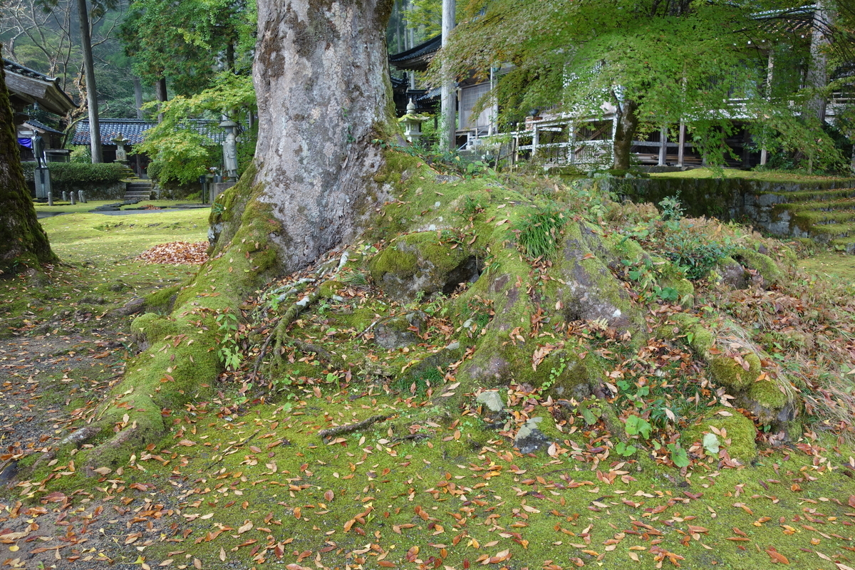 f:id:sogensyooku:20211120164424j:plain