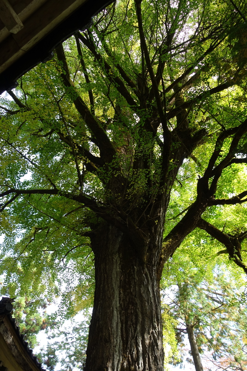 f:id:sogensyooku:20211120173347j:plain