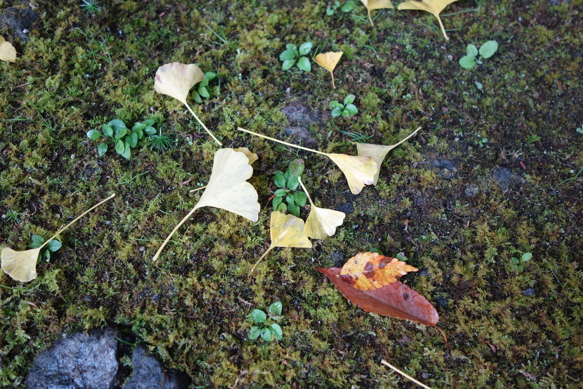 f:id:sogensyooku:20211120173418j:plain