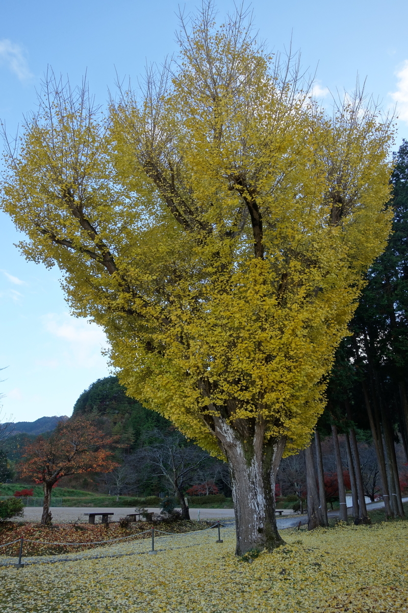 f:id:sogensyooku:20220111172935j:plain