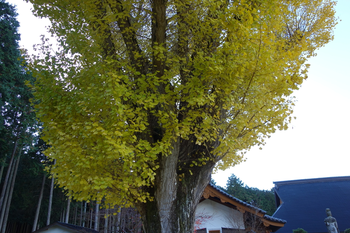 f:id:sogensyooku:20220111173102j:plain