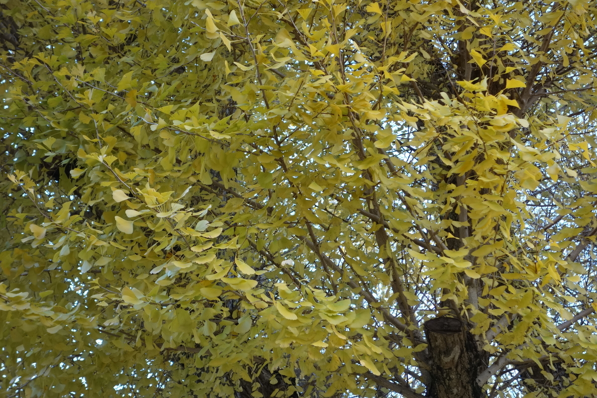 f:id:sogensyooku:20220111173133j:plain