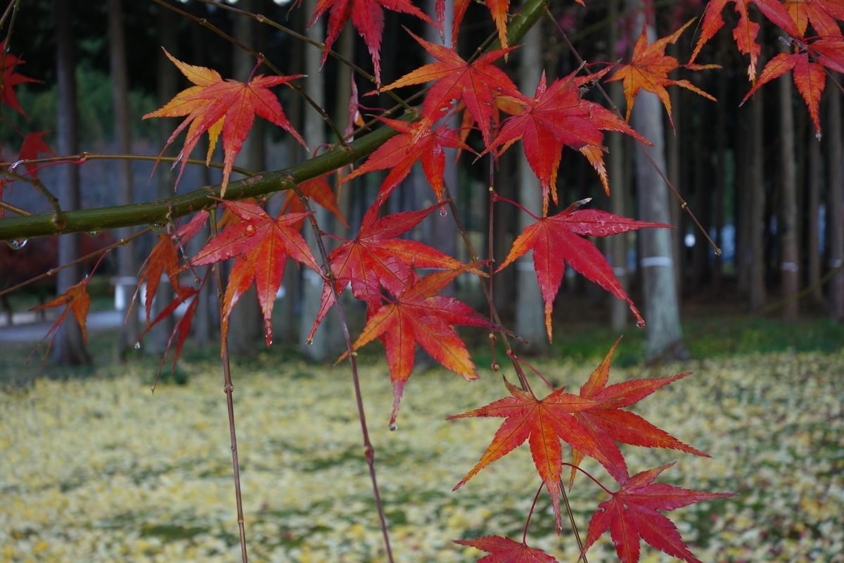 f:id:sogensyooku:20220111173316j:plain