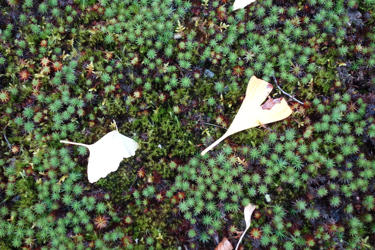 f:id:sogensyooku:20220111173446j:plain