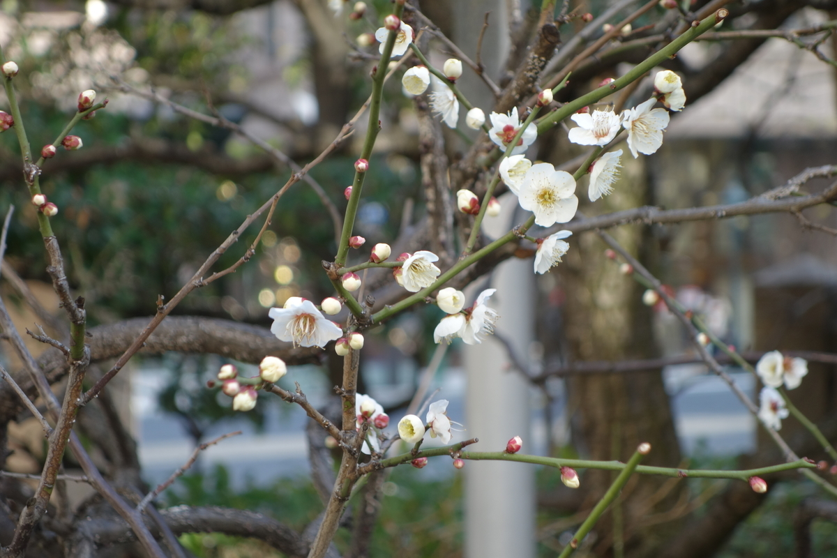 f:id:sogensyooku:20220417160921j:plain