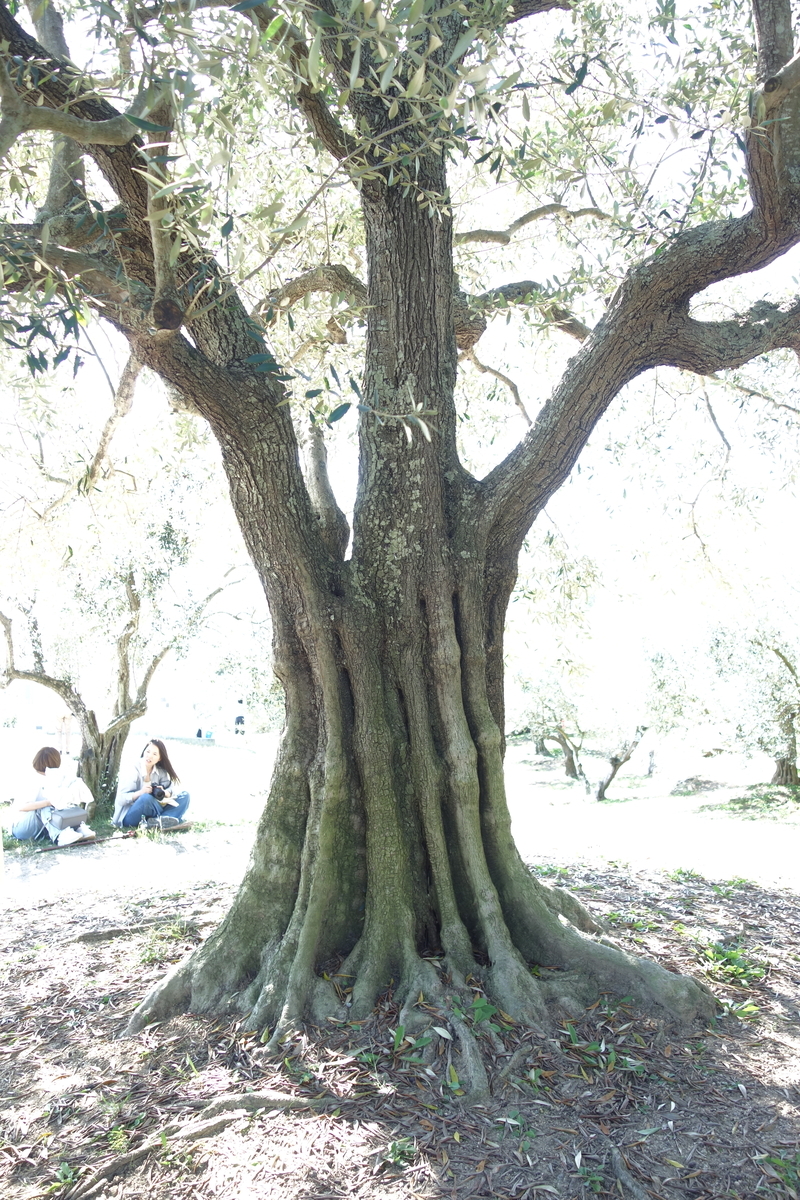 小豆島オリーブ公園 中編 - sogensyookuのブログ