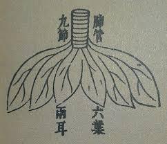 f:id:sohachiacupuncture:20181128093704j:plain