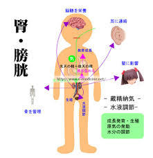 f:id:sohachiacupuncture:20181130154304j:plain