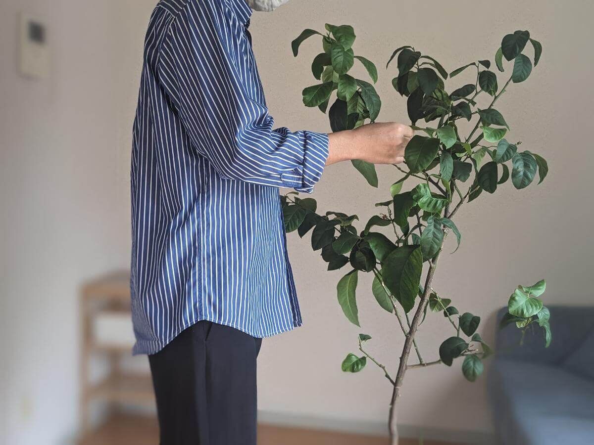 ミニマリストの例