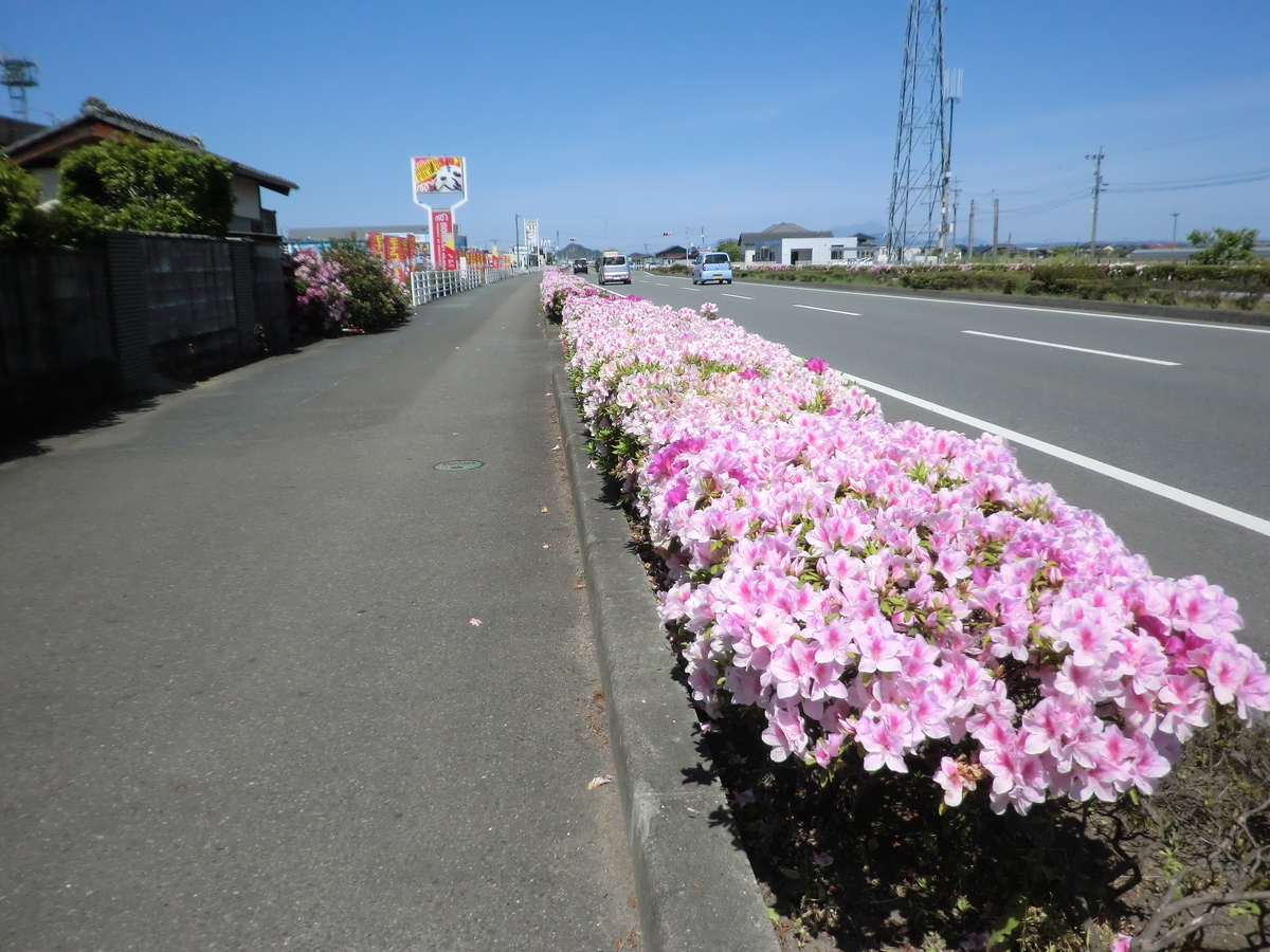 道路沿いの花がきれいに咲いています 爽風上々のブログ