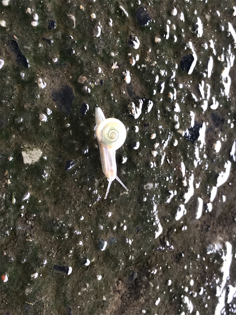 f:id:soil-seawind:20190717020003j:image f:id:soil-seawind:20190717020003j:image