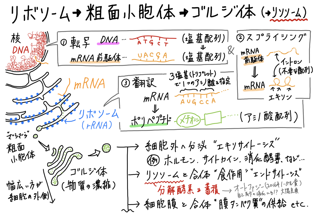 f:id:soilshop:20200504154017j:plain