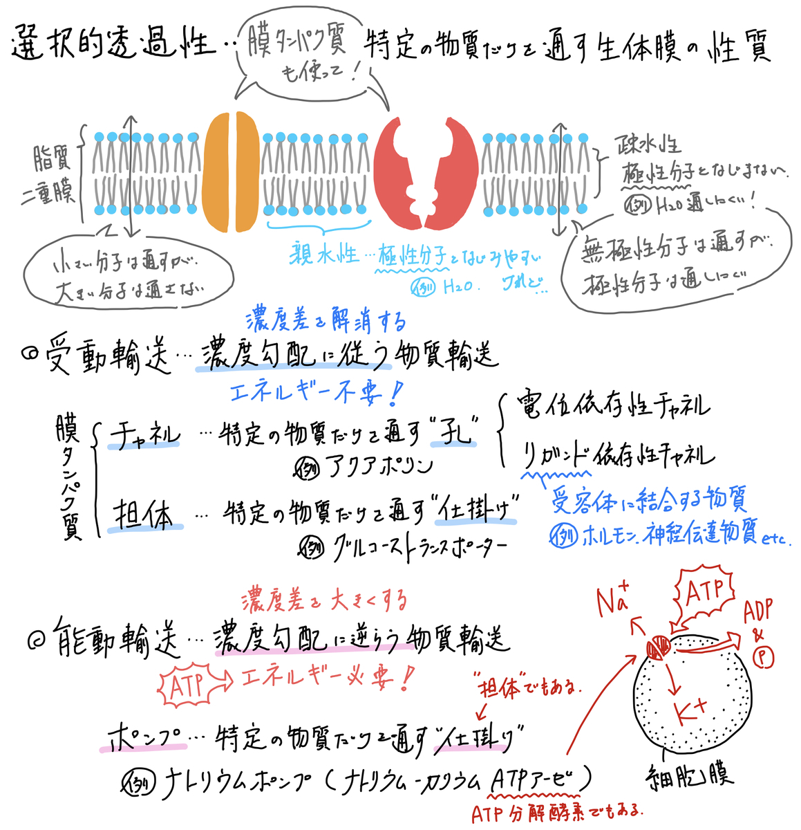 11 受動輸送 チャネル 担体 Soilｰshop生物教材製作所 自習室
