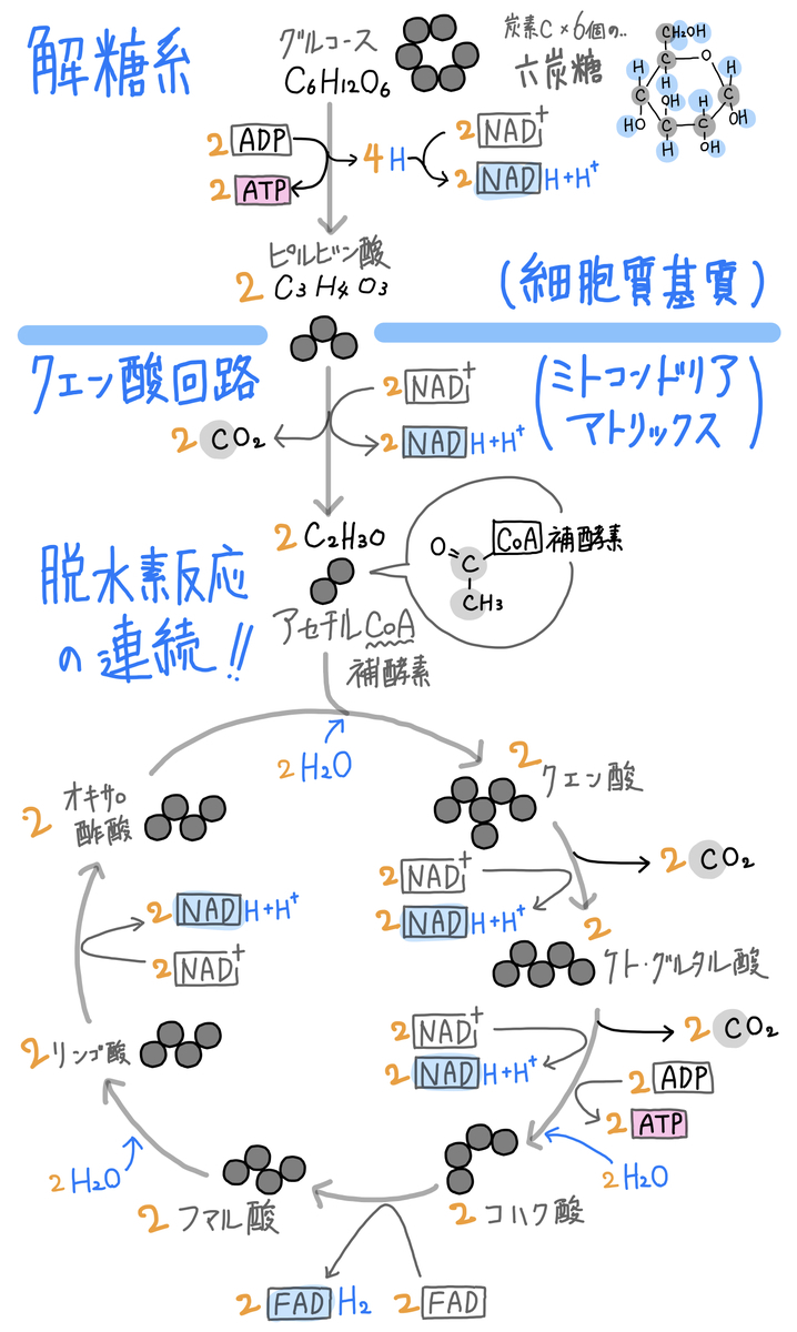 f:id:soilshop:20200527214647j:plain