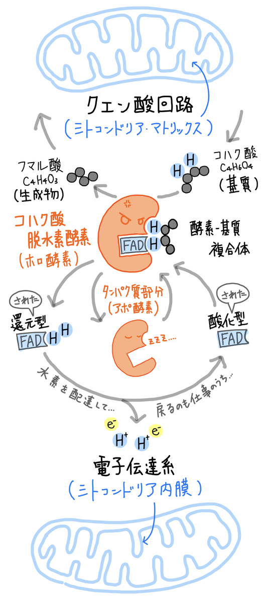 f:id:soilshop:20200527231655j:plain