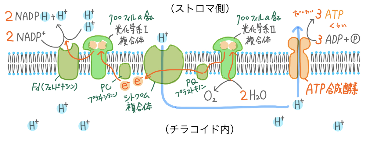 f:id:soilshop:20200530165531j:plain