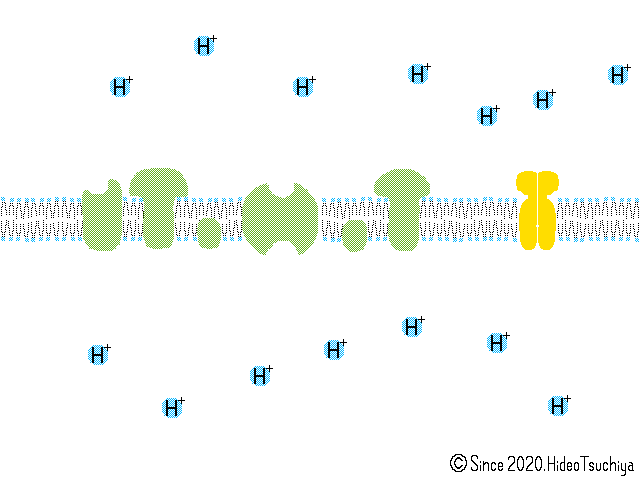 f:id:soilshop:20200530170132g:plain