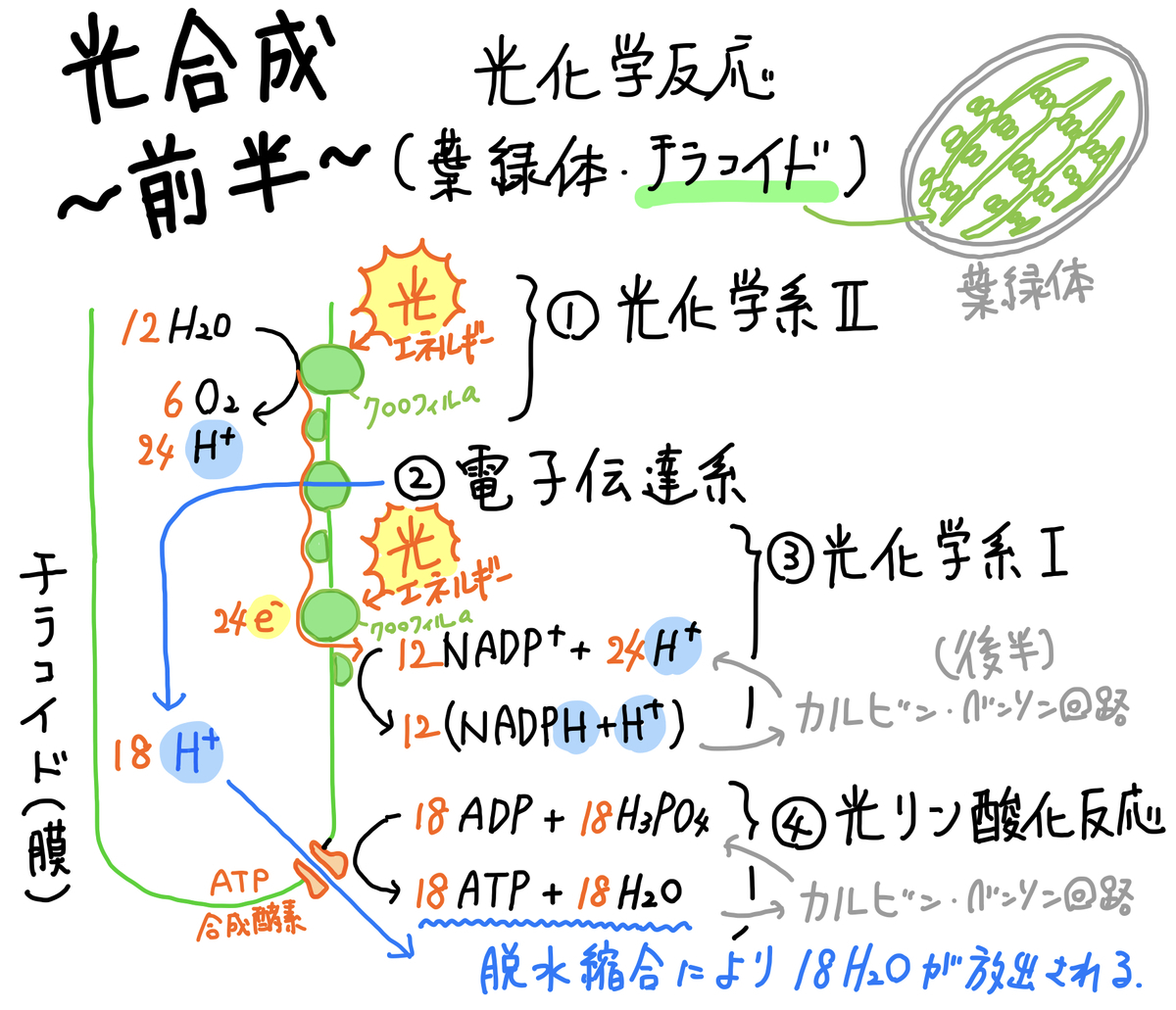 f:id:soilshop:20200531104430j:plain