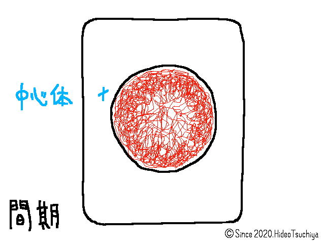 6 細胞周期の計算 Soilｰshop生物教材製作所 自習室