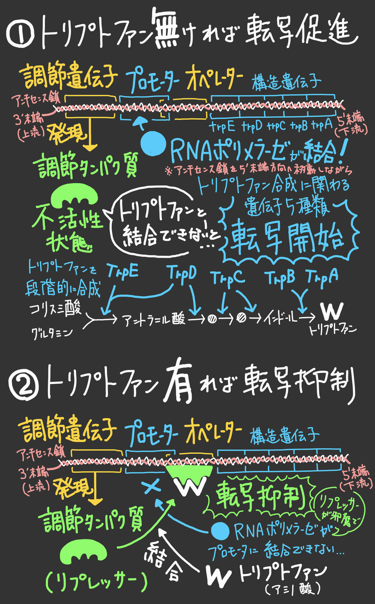 f:id:soilshop:20200815081028j:plain