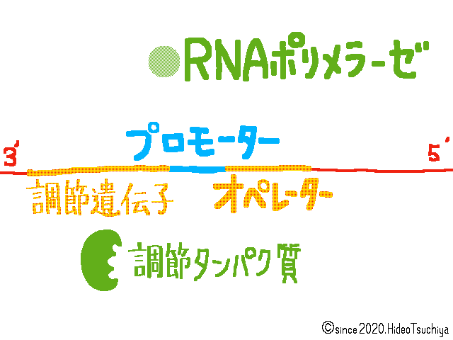 f:id:soilshop:20200815081919g:plain