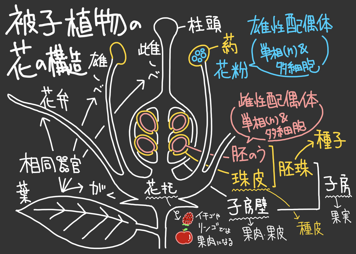47】被子植物の配偶子形成 - SOILｰSHOP生物教材製作所 / 自習室, image size:1200x856