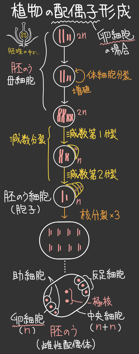 f:id:soilshop:20210210232754j:plain